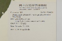 大頭艾納香藏品圖，第6張