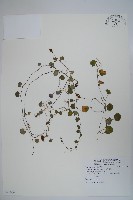 普刺特草藏品圖，第1張