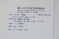 普刺特草藏品圖，第2張