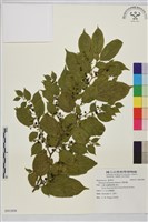 桶鉤藤藏品圖，第1張