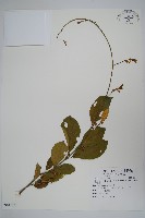 武靴藤藏品圖，第1張