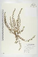 廣東葶藶藏品圖，第1張