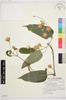 亨利氏鐵線蓮藏品圖，第1張