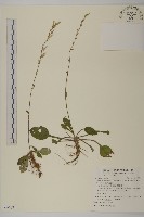 臺灣鬼督郵藏品圖，第1張