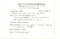 蔓黃菀藏品圖，第2張