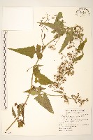 蔓黃菀藏品圖，第1張