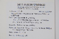 臺灣常春藤藏品圖，第2張