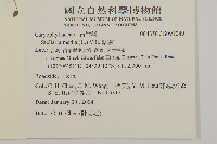 繁縷藏品圖，第2張
