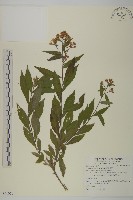 臺灣馬蘭藏品圖，第1張