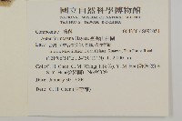 臺灣山白蘭藏品圖，第2張