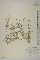 天蓬草、雀舌草藏品圖，第1張