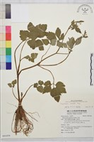 辣子草、揚子毛茛藏品圖，第1張