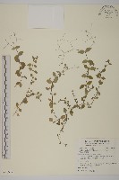 小花繁縷藏品圖，第1張