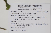 臺灣八角金盤藏品圖，第2張