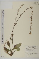 臺灣鬼督郵藏品圖，第1張