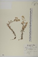 玉山抱莖籟簫藏品圖，第1張