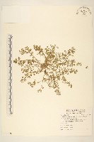 假吐金菊藏品圖，第1張