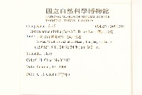 假吐金菊藏品圖，第2張