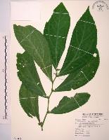 食用樓梯草藏品圖，第1張