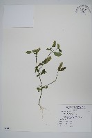 爵床藏品圖，第1張