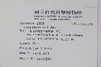 爵床藏品圖，第2張