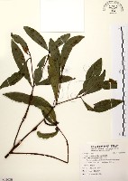 黃肉樹, 小梗木薑子藏品圖，第1張