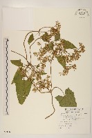 蔓澤蘭藏品圖，第1張