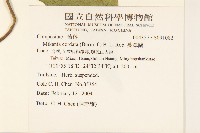 蔓澤蘭藏品圖，第2張