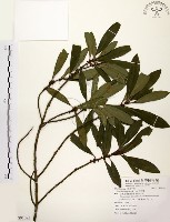 大明橘藏品圖，第1張