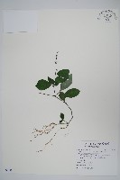 針刺草藏品圖，第1張