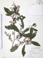 台灣山桂花藏品圖，第1張