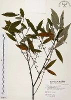 山胡椒藏品圖，第1張