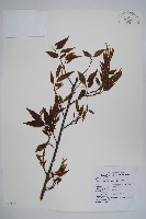 阿里山千金榆藏品圖，第1張