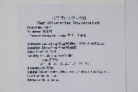 阿里山千金榆藏品圖，第2張