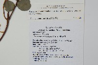 絡石藏品圖，第2張