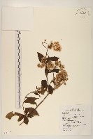 小舌菊、蔓綿菜藏品圖，第1張