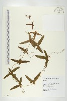 茅瓜藏品圖，第1張