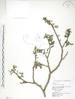 構樹藏品圖，第1張