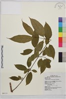 中原氏鼠李藏品圖，第1張