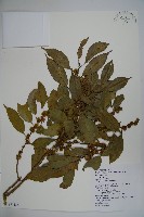 臺灣糊樗藏品圖，第1張