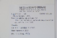 向天黃藏品圖，第2張