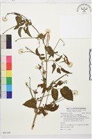 田代氏鐵線蓮藏品圖，第1張