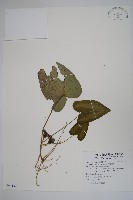 下花細辛藏品圖，第1張