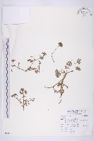 登錄號:S091151藏品圖，第1張