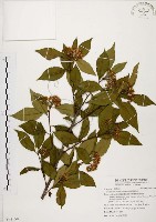 臺灣石楠藏品圖，第1張