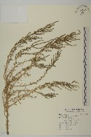 裸花鹼蓬藏品圖，第1張