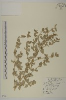 馬氏濱藜藏品圖，第1張