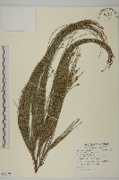 木麻黃藏品圖，第1張