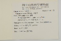 木麻黃藏品圖，第2張