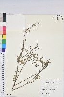 紅仔珠藏品圖，第1張